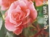 DSCF3683